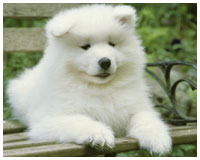 puppy
