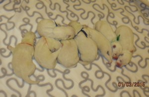 The whole gang - just over a day old! 